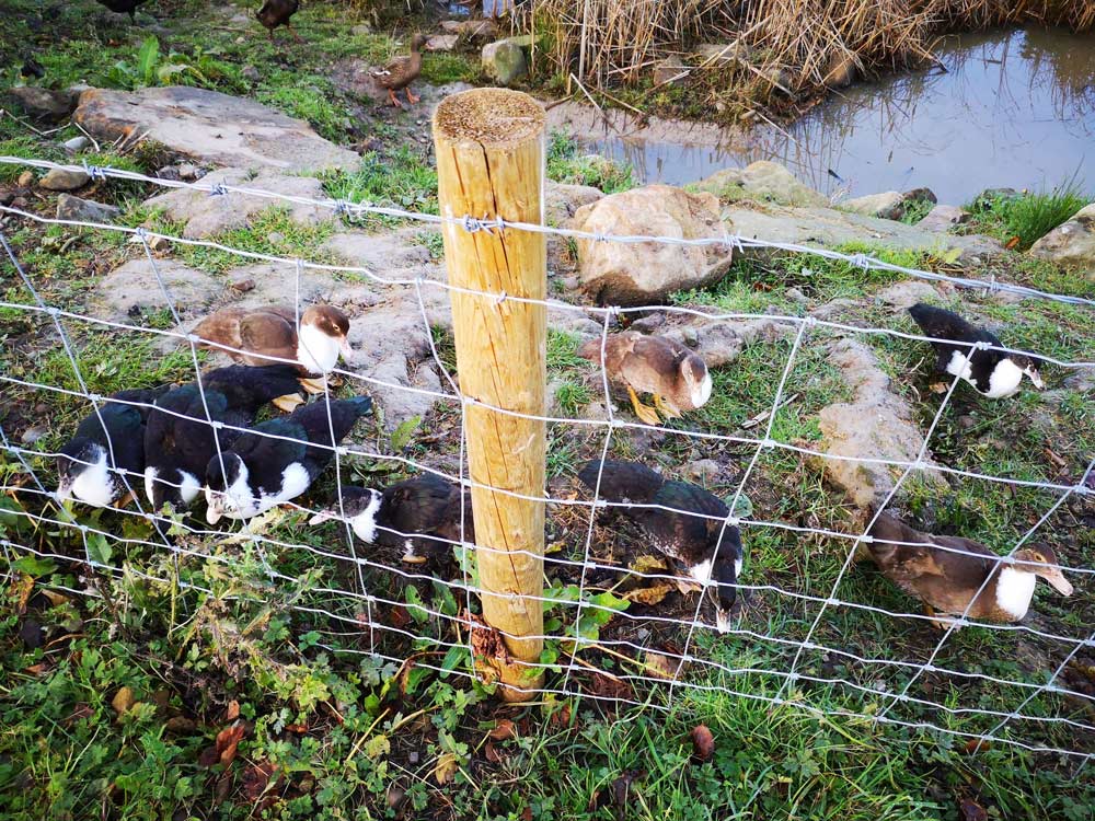 Farm blog 9 november