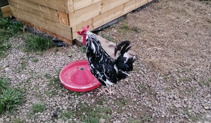 Geordie the cockeral 1